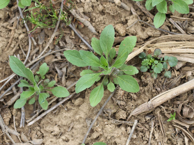 A variety of both winter and summer annual weeds are coming up in Midwest fields this month and weed control may need to take priority over other fieldwork during this delayed planting season. (DTN photo by Pamela Smith)
